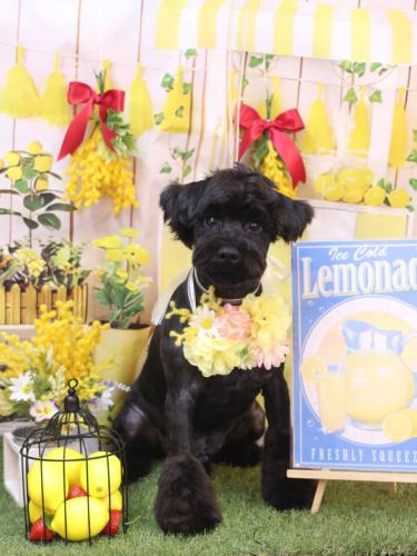 20240421レアくん